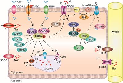 How do plants maintain pH and ion homeostasis under saline-alkali stress?